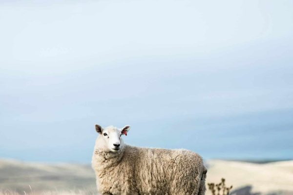 martin-schmidli-qg8ihPPQkKo-unsplash